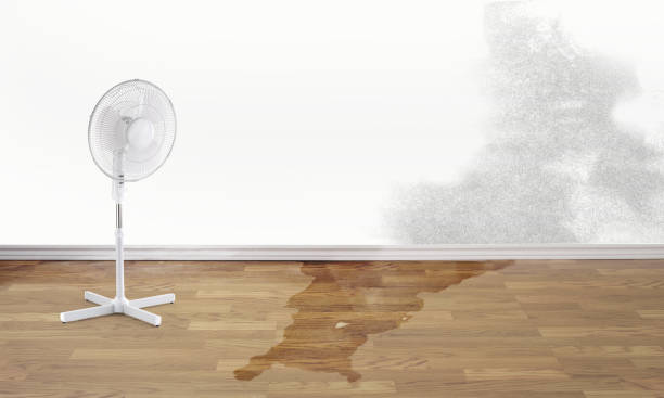 Best Professional water damage repair  in Shannon, MS