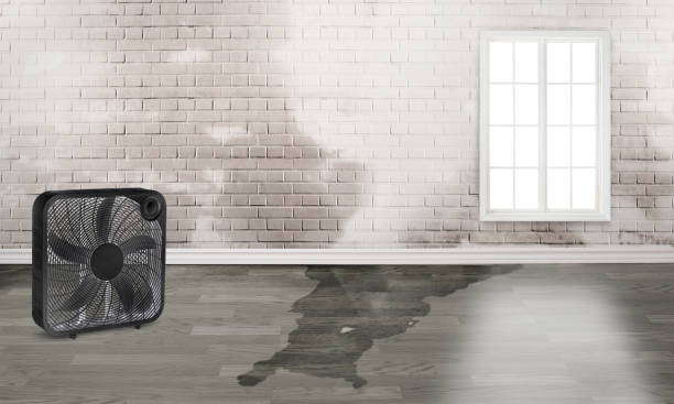 Best Mold removal after water damage  in Shannon, MS